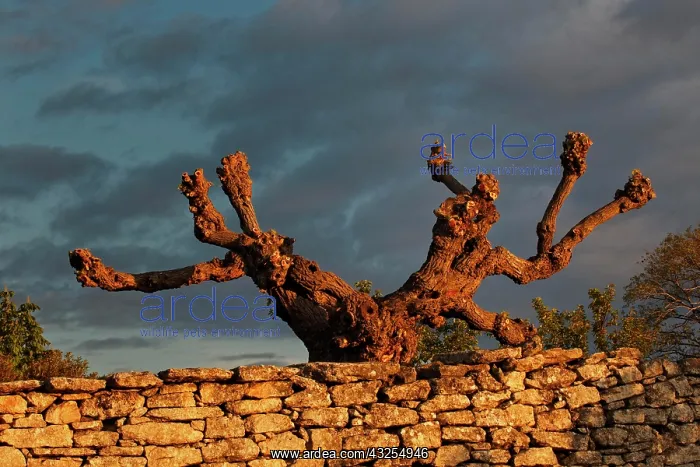 : Odd shaped tree at sunrise, Gordes, France : Odd shaped tree at sunrise, Gordes, France