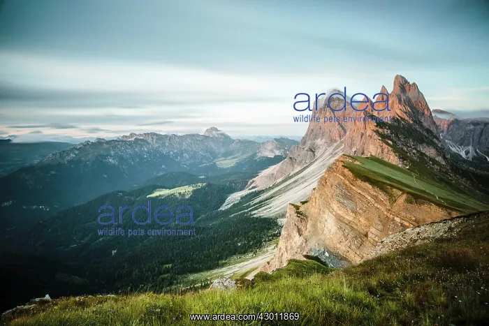 : Odle Group Mountains at sunset Dolomites, South Tyrol, Italy : Odle Group Mountains at sunset Dolomites, South Tyrol, Italy