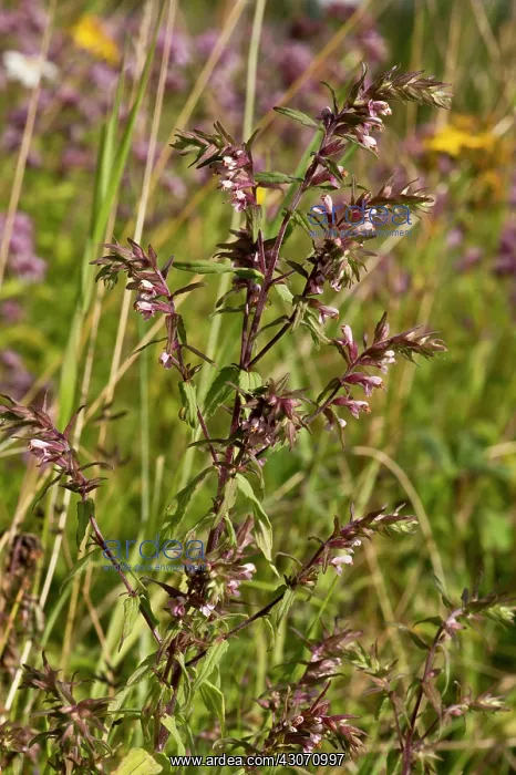 : Odontites vulgaris. Vrangeskov, Denmark in August : Odontites vulgaris. Vrangeskov, Denmark in August