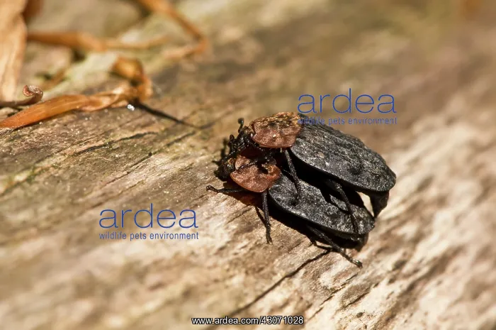 : Oeceoptoma thoracica mating. Allindelille Fredskov : Oeceoptoma thoracica mating. Allindelille Fredskov