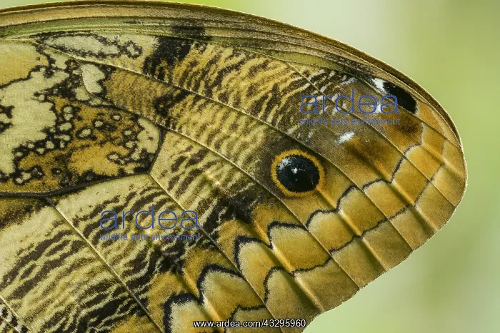 : Oedipus Owl butterfly (Caligo oedipus) Tatama National : Oedipus Owl butterfly (Caligo oedipus) Tatama National