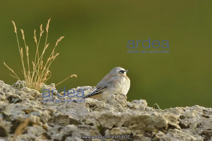 : Oenanthe oenanthe Oenanthe (Turdidae) : Oenanthe oenanthe Oenanthe (Turdidae)