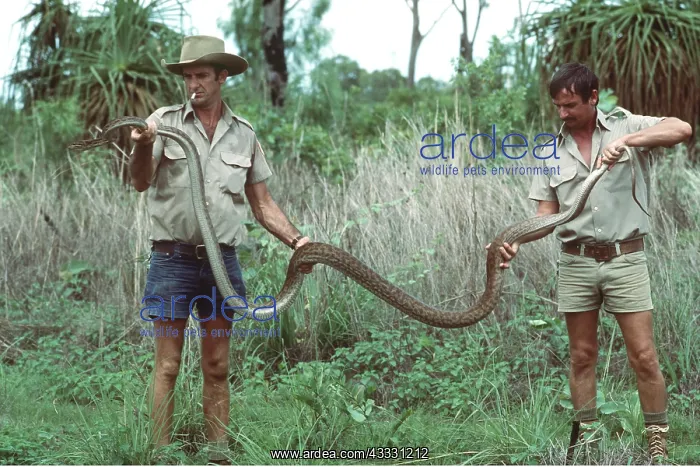 : OENPELLI PYTHON - being held by two men : OENPELLI PYTHON - being held by two men