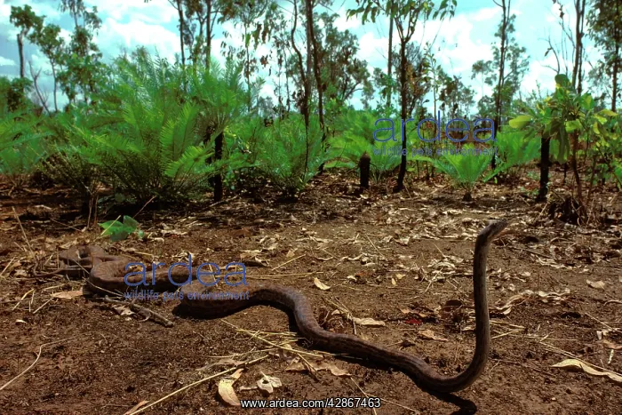 : Oenpelli Rock Python - Arnhemland : Oenpelli Rock Python - Arnhemland