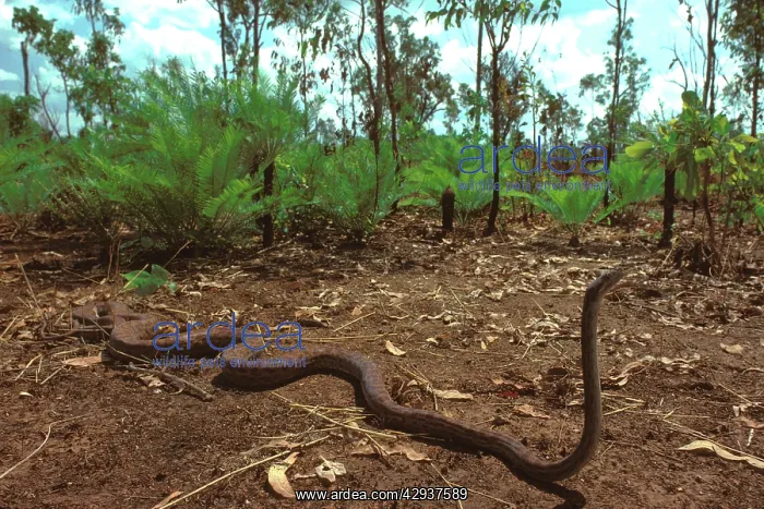 : Oenpelli rock python (Morelia oenpelliensis) : Oenpelli rock python (Morelia oenpelliensis)