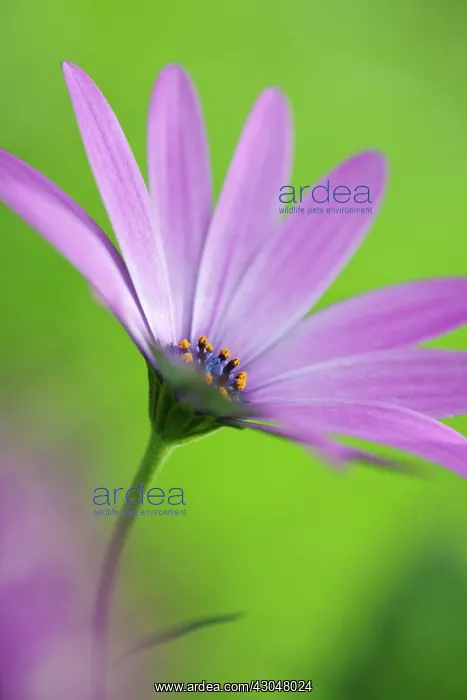 : Oesteopermum Giles Gilby. Single flower on narrow stem : Oesteopermum Giles Gilby. Single flower on narrow stem