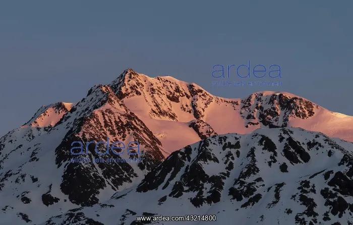 : The Oetztal Alps during winter with ice : The Oetztal Alps during winter with ice