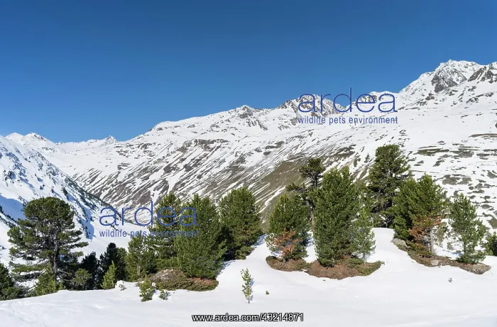  : Oetztal Alps during winter with ice and