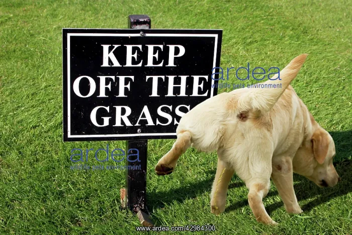: Keep off the grass warning sign with a dog peeing on it : Keep off the grass warning sign with a dog peeing on it