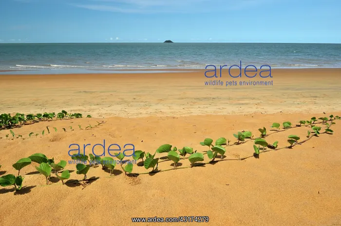 : off on the horizon islet The Malingre : off on the horizon islet The Malingre