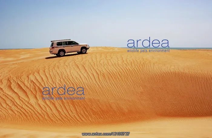 : Off-road vehicle drives on sand dune, desert safari : Off-road vehicle drives on sand dune, desert safari