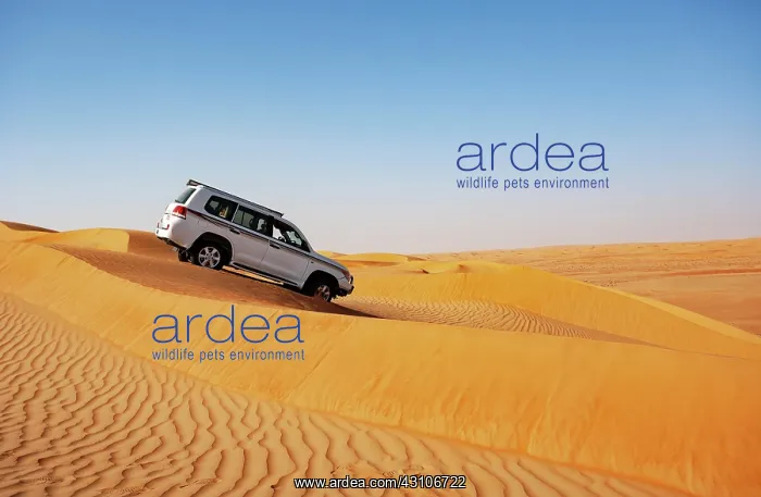  : Off-road vehicle drives in the sand dunes, desert