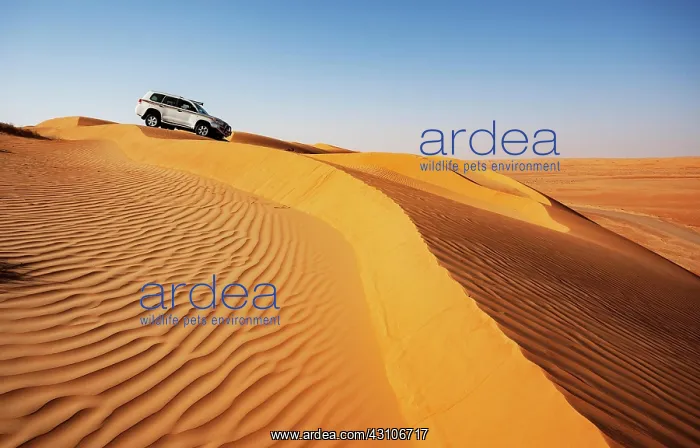 : Off-road vehicle in the sand dunes, desert safari : Off-road vehicle in the sand dunes, desert safari