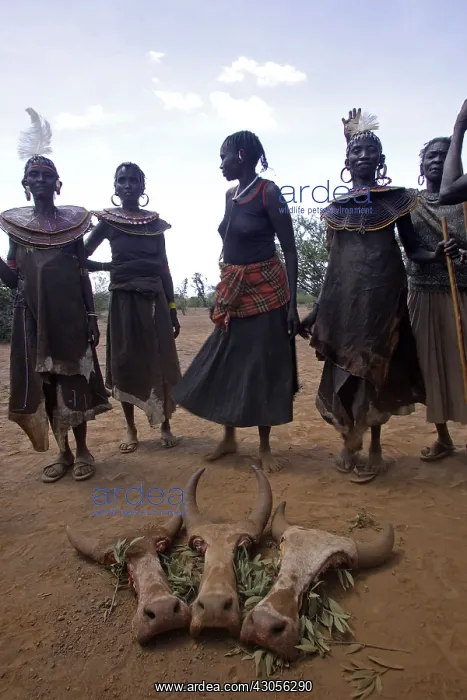 : Offering ceremony Sapana Pokot in Kenya : Offering ceremony Sapana Pokot in Kenya