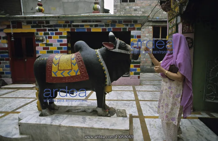 : Offering to Nandi Mandi Himachal Pradesh India : Offering to Nandi Mandi Himachal Pradesh India