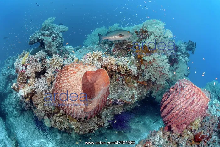: Offshore coral block with Barrel sponge (Xestospongia : Offshore coral block with Barrel sponge (Xestospongia