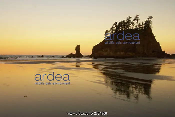 : Offshore Sea Stacks : Offshore Sea Stacks