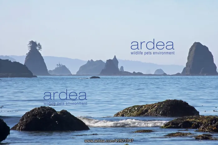 : Offshore Sea Stacks, Third Beach : Offshore Sea Stacks, Third Beach
