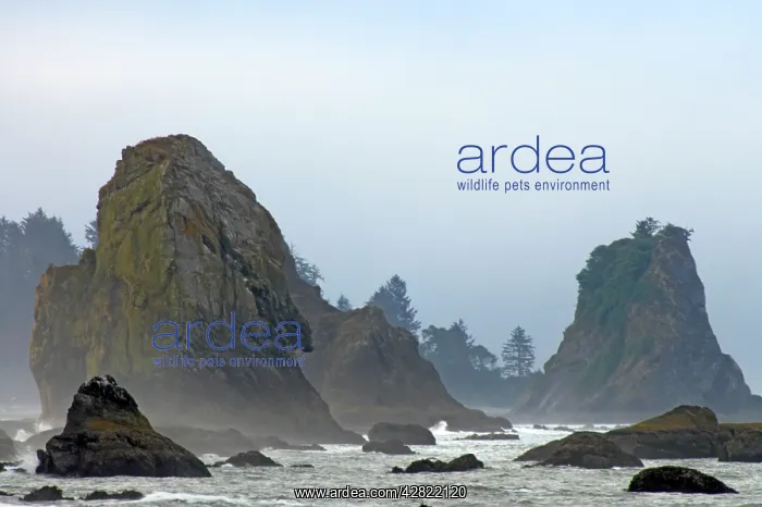 : Offshore Sea Stacks. Third Beach : Offshore Sea Stacks. Third Beach