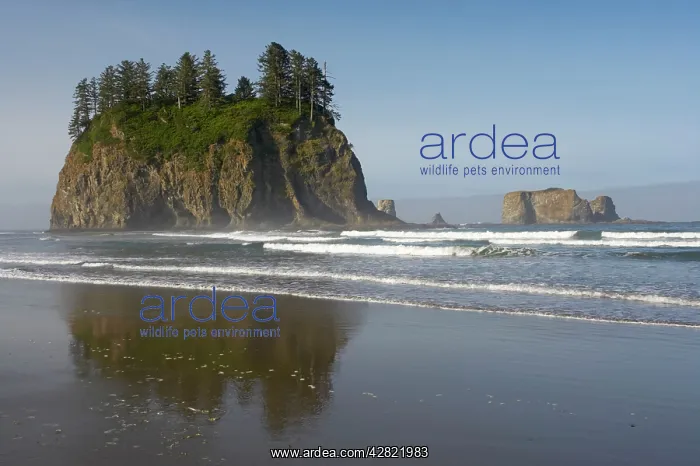 : Offshore Sea Stacks, Second Beach : Offshore Sea Stacks, Second Beach