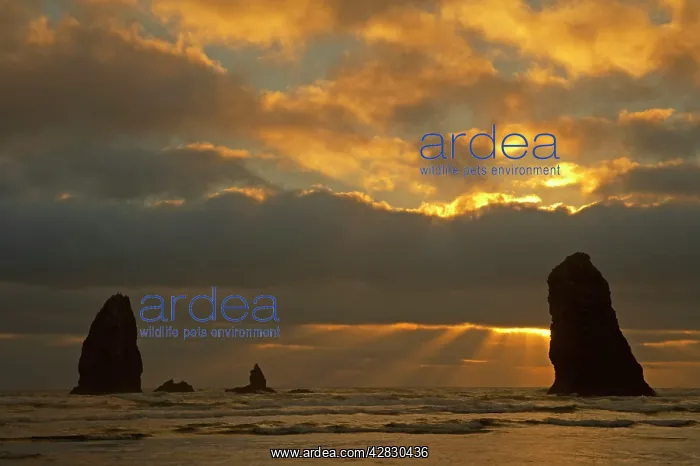 : Offshore Stacks in evening light : Offshore Stacks in evening light