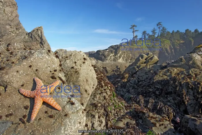 : Offsore Sea Stacks and Tidepools with Ochre Sea : Offsore Sea Stacks and Tidepools with Ochre Sea