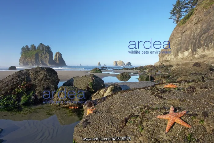  : Offsore Sea Stacks and Tidepools with Ochre Sea Stars