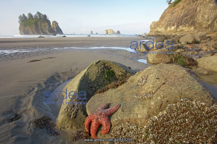 : Offsore Sea Stacks and Tidepools with Ochre Sea Stars : Offsore Sea Stacks and Tidepools with Ochre Sea Stars