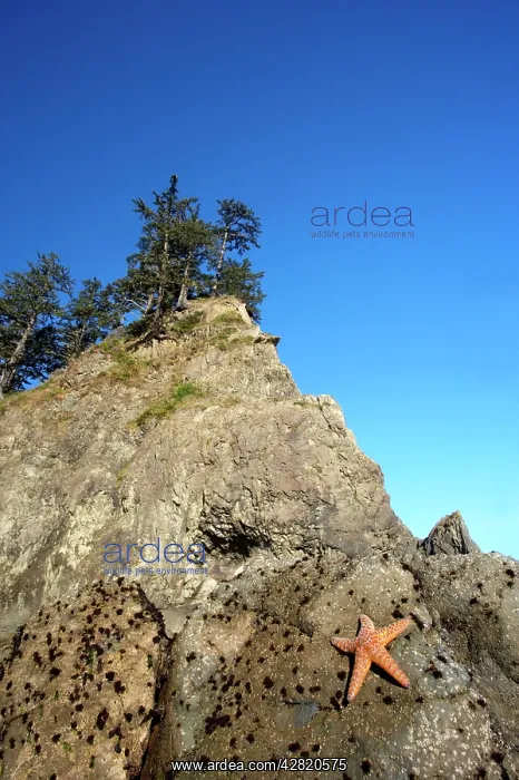 : Offsore Sea Stacks and Tidepools with Ochre Sea Stars : Offsore Sea Stacks and Tidepools with Ochre Sea Stars