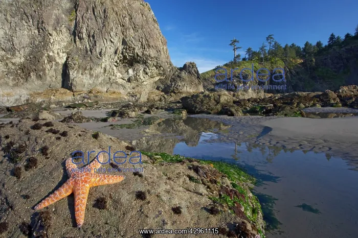 : Offsore Sea Stacks and Tidepools with Purple / : Offsore Sea Stacks and Tidepools with Purple /