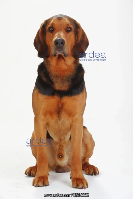 : Ogar Polski, male, Polish Bracke, sitting : Ogar Polski, male, Polish Bracke, sitting