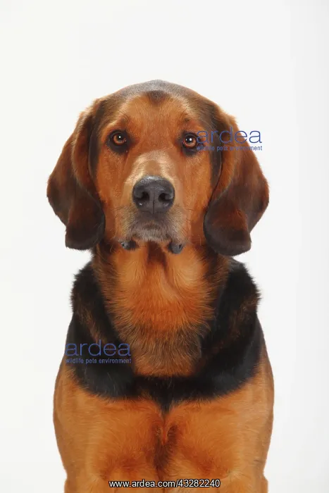 : Ogar Polski, Polish Bracke, animal portrait : Ogar Polski, Polish Bracke, animal portrait