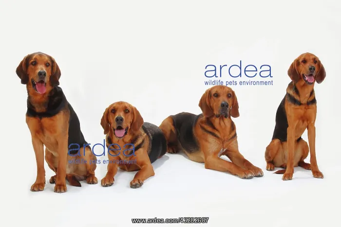 : Ogar Polskis, Polish Bracken, four dogs, lying and : Ogar Polskis, Polish Bracken, four dogs, lying and