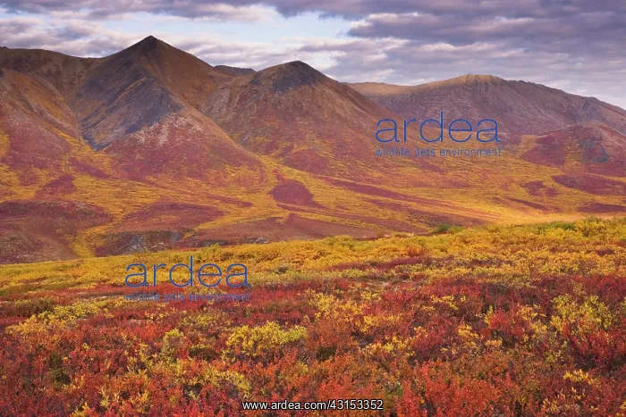 : Ogilvie Mountains in autumn colors : Ogilvie Mountains in autumn colors