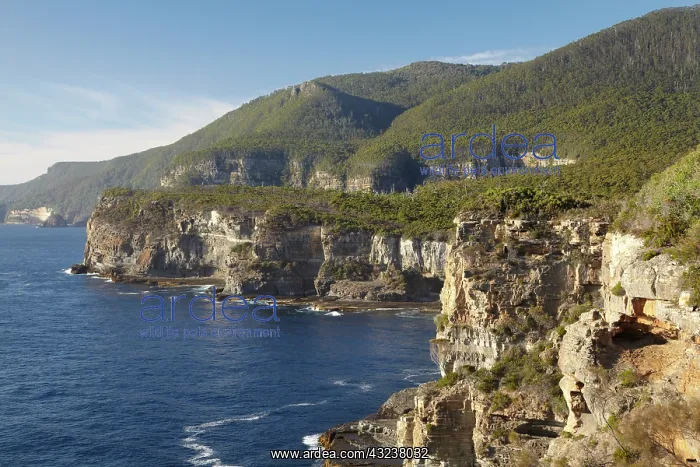 : O'Hara Bluff and Tasman Sea, Tasman National : O'Hara Bluff and Tasman Sea, Tasman National