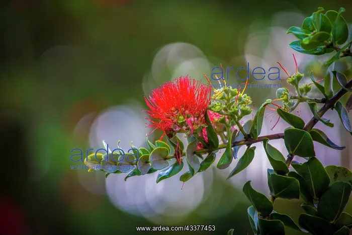 : Ohia, Lehua, Flower, Hawaii : Ohia, Lehua, Flower, Hawaii
