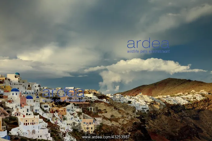 : Oia, Santorini, Greece : Oia, Santorini, Greece
