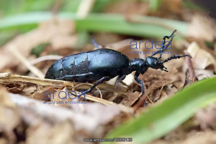  : Oil Beetle Cornwall, UK (Meloe proscarabaeus)