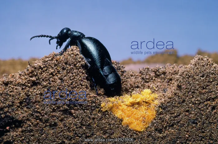: Oil Beetle - laying eggs : Oil Beetle - laying eggs