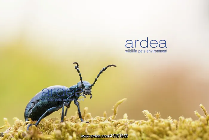 : Oil beetle on a mossy branch in spring : Oil beetle on a mossy branch in spring