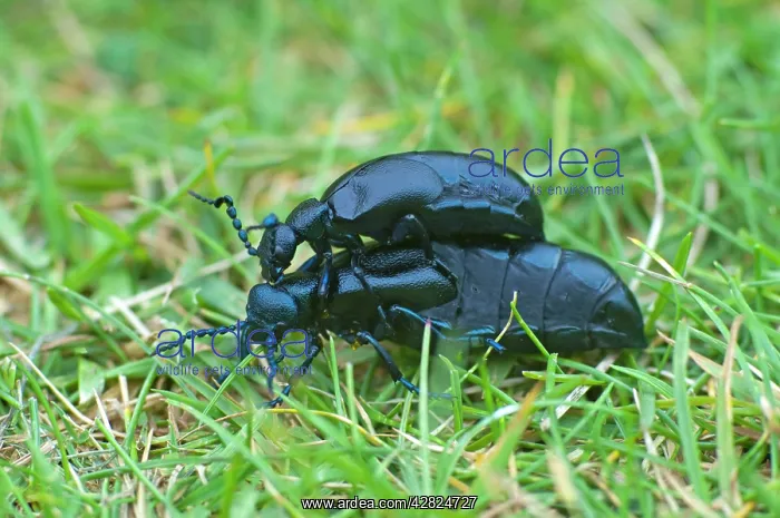 : Oil Beetles : Oil Beetles