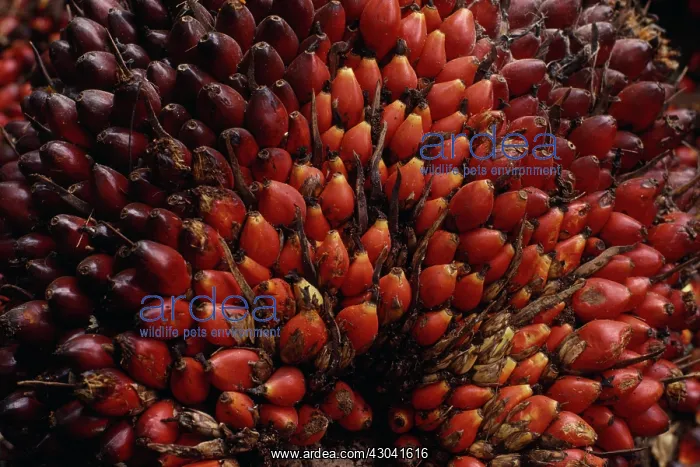 : Oil palm, Elaeis guineensis : Oil palm, Elaeis guineensis