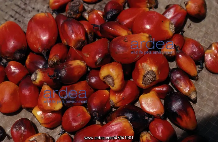  : Oil palm, Elaeis guineensis