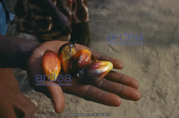 : Oil palm, Elaeis guineensis : Oil palm, Elaeis guineensis