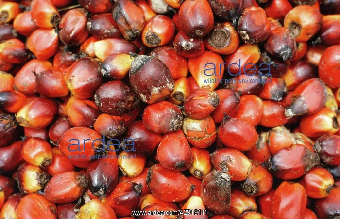 : Oil Palm - Fruit : Oil Palm - Fruit