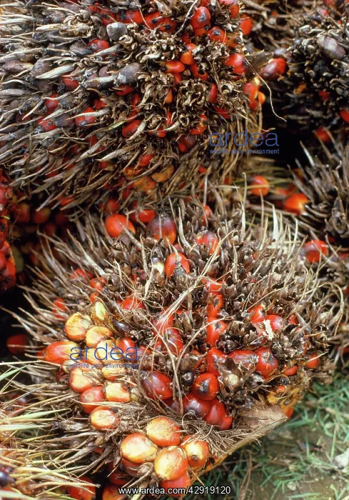  : Oil Palm - fruit bunches