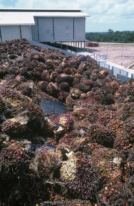 : Oil palm fruit at processing plant : Oil palm fruit at processing plant