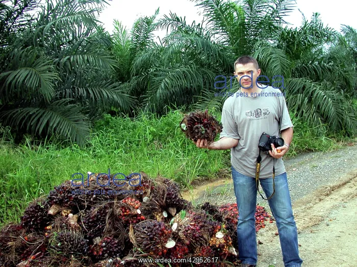 : Oil palm fruits are piled on a road-side along : Oil palm fruits are piled on a road-side along