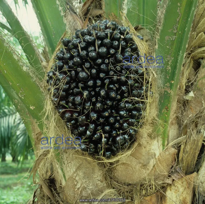 : Oil palm with mature fruit before harvesting : Oil palm with mature fruit before harvesting