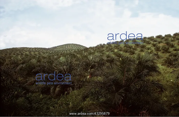 : OIL PALM PLANTATION : OIL PALM PLANTATION